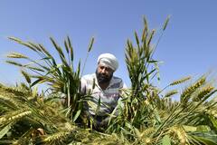 ਹੁਣ ਮੌਸਮ ਨੇ ਝੰਬੇ ਕਿਸਾਨ, ਅੱਜ ਵੀ ਹੋਏਗੀ ਸੂਬੇ 'ਚ ਬਾਰਸ਼ ਤੇ ਗੜ੍ਹੇਮਾਰੀ