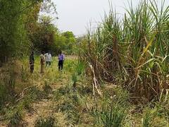 IN PICS | उसाच्या पाचटखाली  बिबट्याने दिला तीन पिल्लांना जन्म