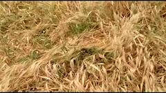 अवकाळी पावसामुळे वाशिम जिल्ह्यात शेतकऱ्यांच्या डोळ्यात पाणी, कांद्याचं मोठ्या प्रमाणात नुकसान