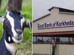 अकोल्याच्या 'बकरी बँके'ची जगभरात चर्चा, 'गोट बँक ऑफ कारखेडा'च्या माध्यमातून ग्रामीण भाग 'क्रांतीकारी' बदलांच्या वाटेवर