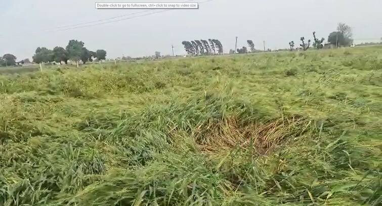 Unseasonal rains wreak havoc in Punjab, fear of declining wheat crop yield ਬੇਮੌਸਮੇ ਮੀਂਹ ਨੇ ਮਚਾਈ ਪੰਜਾਬ 'ਚ ਤਬਾਹੀ, ਕਣਕ ਦੀ ਫਸਲ ਦਾ ਝਾੜ ਘਟਣ ਦਾ ਡਰ