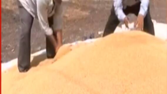 સૌરાષ્ટ્ર: ઘઉંની ટેકાના ભાવે ખરીદી હજુ સુધી શરું ન થતા ખેડૂતોને હાલાકી, જુઓ વીડિયો