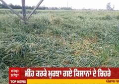 ਮੀਂਹ ਨੇ ਮੁਰਝਾਏ ਕਿਸਾਨਾਂ ਦੇ ਚਿਹਰੇ