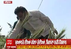 ਧੀਆਂ ਪੁੱਤਾਂ ਵਾਂਗੂ ਪਾਲੀ ਫਸਲ 'ਤੇ ਟੁੱਟਿਆ ਕਹਿਰ