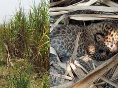 IN PICS | उसाच्या पाचटखाली  बिबट्याने दिला तीन पिल्लांना जन्म