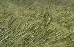 Breaking : ਅੰਮ੍ਰਿਤਸਰ 'ਚ ਮੀਂਹ ਤੇ ਤੇਜ਼ ਹਵਾਵਾਂ ਨੇ ਵਿਛਾਈ ਕਣਕ,ਦੇਖੋ ਤਸਵੀਰਾਂ