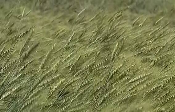 Breaking : ਅੰਮ੍ਰਿਤਸਰ 'ਚ ਮੀਂਹ ਤੇ ਤੇਜ਼ ਹਵਾਵਾਂ ਨੇ ਵਿਛਾਈ ਕਣਕ,ਦੇਖੋ ਤਸਵੀਰਾਂ