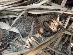 IN PICS | उसाच्या पाचटखाली  बिबट्याने दिला तीन पिल्लांना जन्म