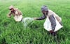 Fertilizer : शेतकऱ्यांसाठी चिंताजनक बातमी, रब्बी हंगामाची पेरणीच्या तोंडावर खतांच्या किंमतीत वाढ