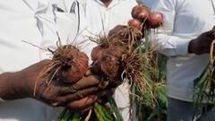 Rural News | अवकाळी पावसाचा कांदा पिकाला फटका | माझं गाव माझा जिल्हा | 24 मार्च 2021