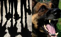 धाड टाकण्यासाठी आलेल्या एनसीबीच्या अधिकार्‍यांवर सोडले कुत्रे! 19 वर्षीय ड्रग्ज पेडलरला अटक