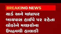 રાજકોટના આ વિસ્તારમાં ગાંડીવેલના કારણે મચ્છરોનો ત્રાસ, જુઓ વીડિયો