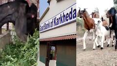 अकोल्याच्या 'बकरी बँके'ची जगभरात चर्चा, 'गोट बँक ऑफ कारखेडा'मुळे गाव 'क्रांतीकारी' बदलांच्या वाटेवर!