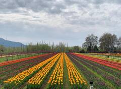 Tulip Garden Festival Photo: जम्मू काश्मीरमधील ट्युलिप गार्डन पर्यटकांसाठी खुलं