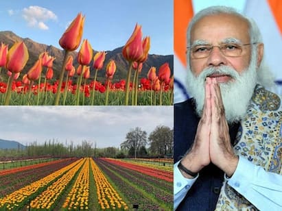 કાશ્મીરમાં નવી પર્યટન સિઝનની શરૂઆતની સાથે જ એશિયાનો સૌથી મોટુ ટ્યૂલિપ ગાર્ડન જનતા માટે ખોલી દેવામાં આવ્યુ છે. પૂર્વમાં સિરાજ બાગના નામથી જાણીતુ ઇન્દિરા ગાંધી મેમૉરિયલ ટ્યૂલિપ ગાર્ડનને 2008માં તત્કાલિન મુખ્યમંત્રી ગુલામ નબી આઝાદે ખોલાવ્યુ હતુ. ટ્યૂલિપ ગાર્ડન જબરવન પર્વત ગીરીમાળાની તળેટીમાં સ્થિત છે, અને આ એશિયાનુ સૌથી મોટુ ટ્યૂલિપ ગાર્ડન છે. જુઓ શાનદાર તસવીરો......