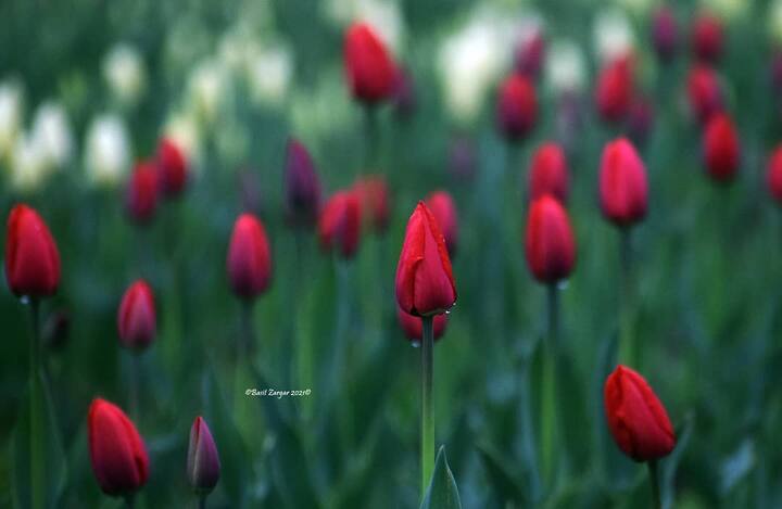 Lovely Kashmir Tulip Garden
