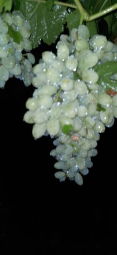 In Pics | अवकाळीचा तडाखा;  जालन्यात गारपिटीसह पाऊस, द्राक्ष बागांचे नुकसान