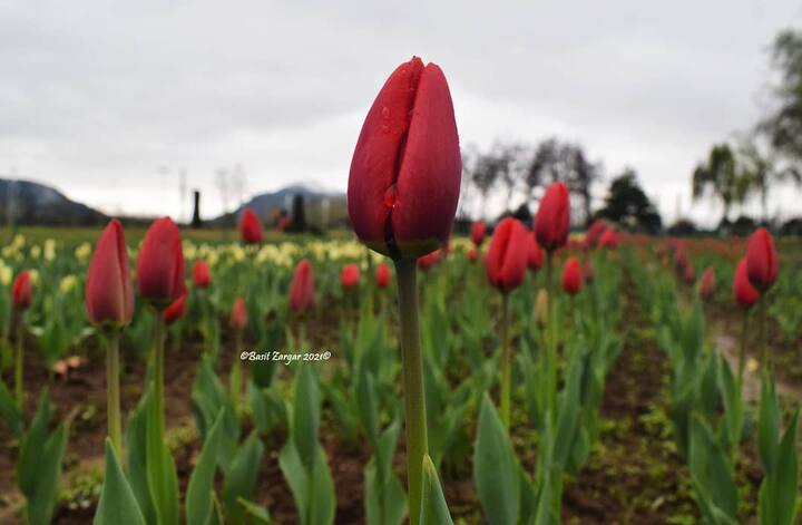 Lovely Kashmir Tulip Garden