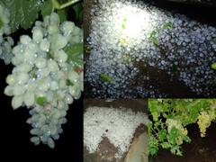 In Pics | अवकाळीचा तडाखा;  जालन्यात गारपिटीसह पाऊस, द्राक्ष बागांचे नुकसान