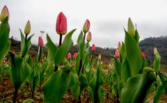 Tulip Garden Festival: পর্যটকদের জন্য খুলে গেল এশিয়ার সবচেয়ে বড় টিউলিপ বাগান