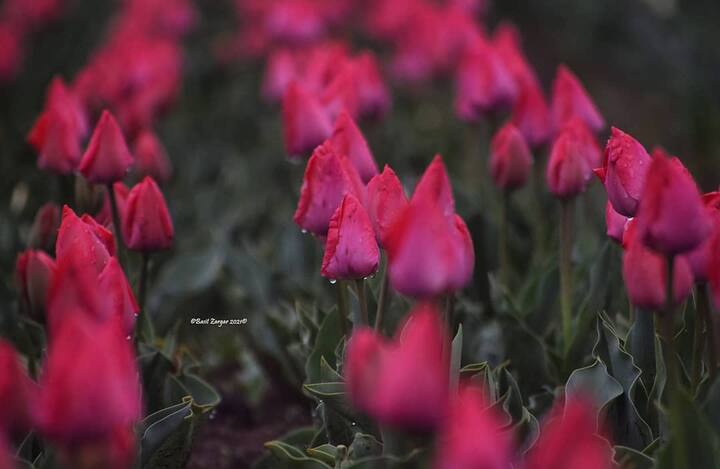 Lovely Kashmir Tulip Garden