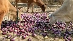 Sheti Jagat | अवकाळी पावसामुळे शेतकऱ्यांचं नुकसान | गावागावात काय आहे शेतीची परिस्थिती?25 मार्च 2021