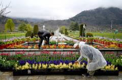 Tulip Garden Festival: পর্যটকদের জন্য খুলে গেল এশিয়ার সবচেয়ে বড় টিউলিপ বাগান