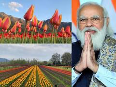 Tulip Garden Festival Photo: जम्मू काश्मीरमधील ट्युलिप गार्डन पर्यटकांसाठी खुलं