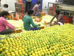 कोरोनामुळे दुसऱ्या वर्षीही हापूस आंबाच्या निर्यातीला फटका; आंतरराष्ट्रीय विमानसेवा बंद असल्यानं कोट्यवधींची निर्यात रोडावली