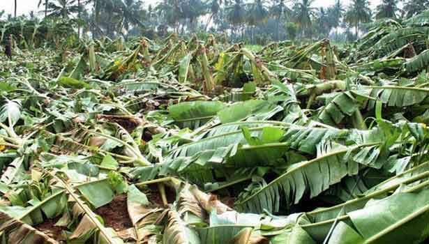 banana trees damaged by cyclone ஈரோட்டில் திடீர் சூறாவளியால் 30 ஏக்கர் வாழை சேதம்