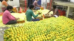 Corona Effect | कोरोनामुळे दुसऱ्या वर्षीही हापूस आंबाच्या निर्यातीला फटका