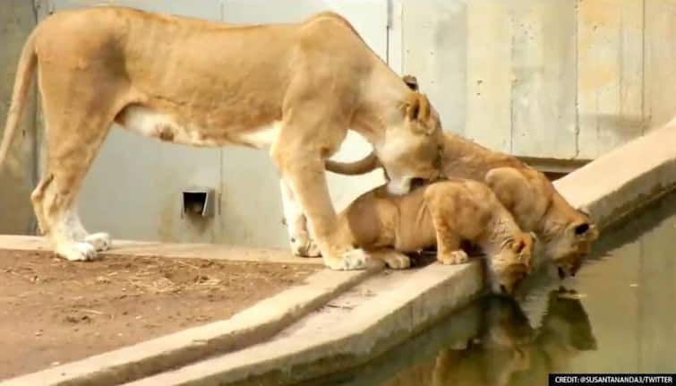 The cub was afraid of water, so the lioness did something like this– watch video ਪਾਣੀ ਤੋਂ ਡਰਿਆ ਸ਼ੇਰਨੀ ਦਾ ਬੱਚਾ ਤਾਂ ਮੂੰਹ ਨਾਲ ਫੜ ਨਹਿਰ 'ਚ ਸੁੱਟਿਆ, ਫਿਰ ਹੋਇਆ ਕੁਝ ਅਜਿਹਾ- ਦੇਖੋ ਵੀਡੀਓ