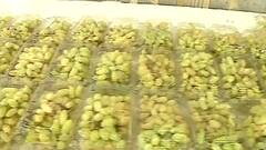 Grapes festival | पाहा आगळावेगळा द्राक्ष महोत्सव