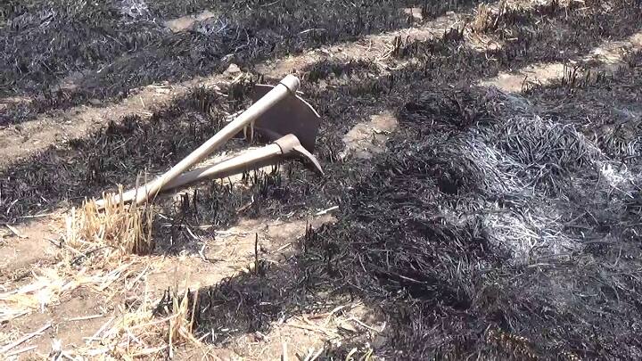 Rajkot: A farmer died due to a sudden fire in a wheat field for saving his crop Rajkot : ખેતરમાં ઘઉંના પાકમાં અચાનક ફાટી નીકળી આગ, ઘઉં બચાવવા જતાં દાઝી ગયેલા ખેડૂતનું મોત