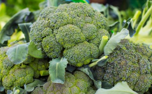 Broccoli Cultivation: फूल गोभी से ज्यादा कमाई नहीं हो पाती? तो शुरू करें ब्रोकली की उन्नत खेती