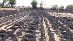 અસ્મિતા વિશેષઃ કોના પાપે પાકની હોળી?