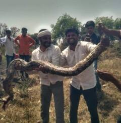 जेसीबी,कुऱ्हाडीचे घाव घालून अजगराची हत्या, परभणीतील गंभीर प्रकार 