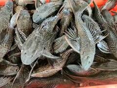 उजनी धरणात घातक सकर मासा मिळू लागल्याने मच्छिमार अडचणीत