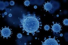 #Corona वुहानच्या प्रयोगशाळेतून नव्हे तर प्राण्यांमधूनच कोरोनाचं संक्रमण, WHO चा धक्कादायक अहवाल