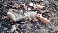 नक्षलविरोधी सी-60 पथकाला मोठं यश, 5 नक्षलवाद्यांचा खात्मा; बंदुका, स्फोटकांसह इतर साहित्य जप्त