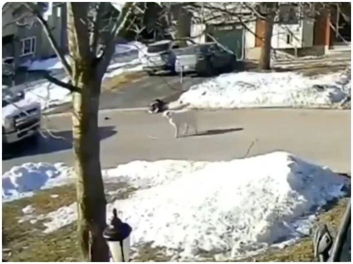 Canada dog stop traffic to save his owner life Video: ਕੈਨੇਡਾ 'ਚ ਮਾਲਕਨ ਨੂੰ ਅਚਾਨਕ ਪੈ ਗਿਆ ਦੌਰਾ ਫਿਰ ਅੱਗੇ ਦੇਖੋ ਕੁੱਤੇ ਨੇ ਕੀ ਕੀਤਾ