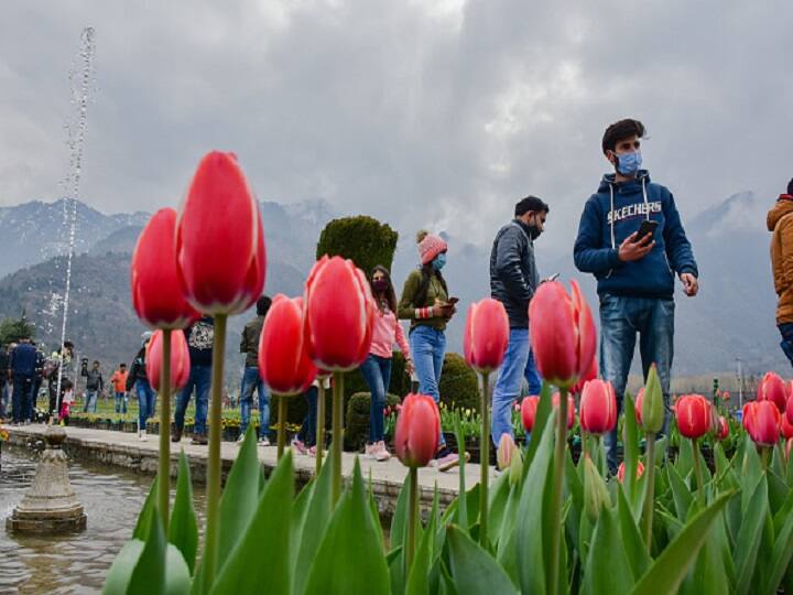 Asia's Largest Tulip Garden Mesmerizes Over 4,000 Visitors In 5 Days, 2-Day Tulip Festival To Be Held In April Asia's Largest Tulip Garden Mesmerizes Over 4,000 Visitors In 5 Days, 2-Day Tulip Festival To Be Held In April