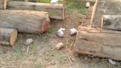 WB Elections 2021: Bomb attack on BJP worker's house in Nandigram