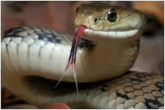 IISc Develop Antivenoms To Combat Snake Bites Indian Institute Of Sciences Develop Antivenoms To Combat Snake Bites Cases