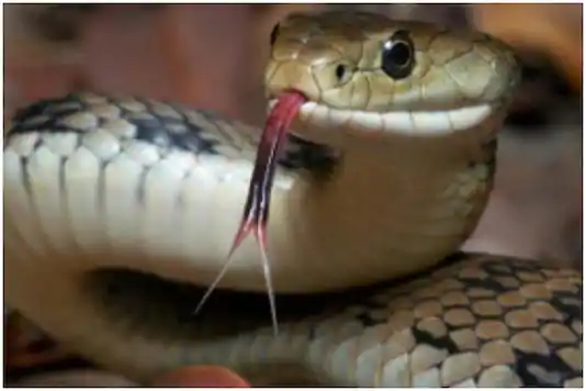 Indian Institute Of Sciences Develop Antivenoms To Combat Snake Bites Cases