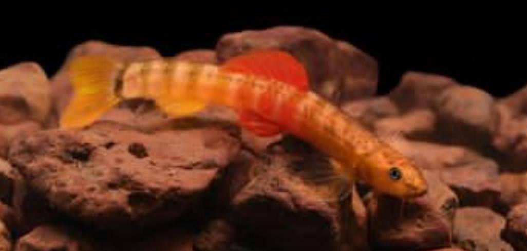 Amboli area in Sindhudurg district declared as biodiversity area सिंधुदूर्ग जिल्ह्यातील आंबोली क्षेत्र जैविक विविधता स्थळ घोषित