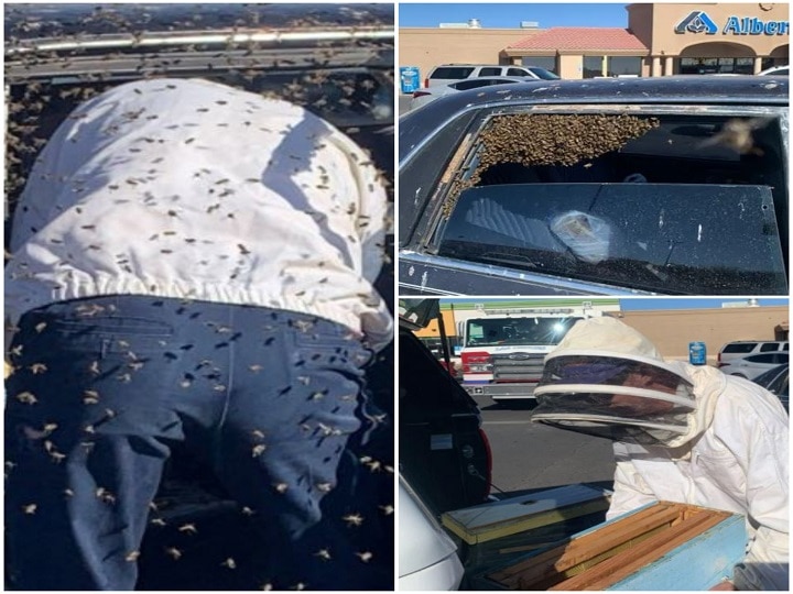 US Guy Unearths 15,000 Honeybees In His Automotive After 10-Minute Forestall At Grocery Retailer
