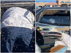 US Man Finds 15,000 Honeybees In His Car After 10-Minute Stop At Grocery Store