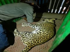 सांगली शहरात आलेला बिबट्या 15 तासांनंतर जेरबंद, बेशुद्धीचे इंजेक्शन मारल्यानंतर बिबट्याला केले पिंजऱ्यात जेरबंद