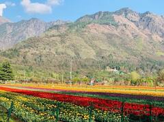 ਅੱਜ ਤੋਂ ਕਸ਼ਮੀਰ 'ਚ ਟਿਊਲਿਪ ਫੈਸਟੀਵਲ ਦਾ ਆਗਾਜ਼, ਖੂਬਸੂਰਤੀ ਦਾ ਨਜ਼ਾਰਾ ਹੋਵੇਗਾ ਪੇਸ਼